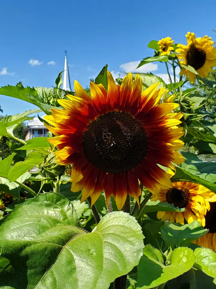 Tournesol rouge et or en gros plan