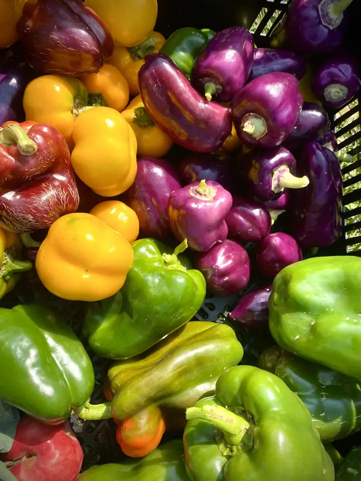 Poivrons de toutes les couleurs dans un cageot